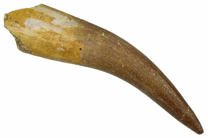 Fossil Plesiosaur (Zarafasaura) Tooth - Morocco #354692